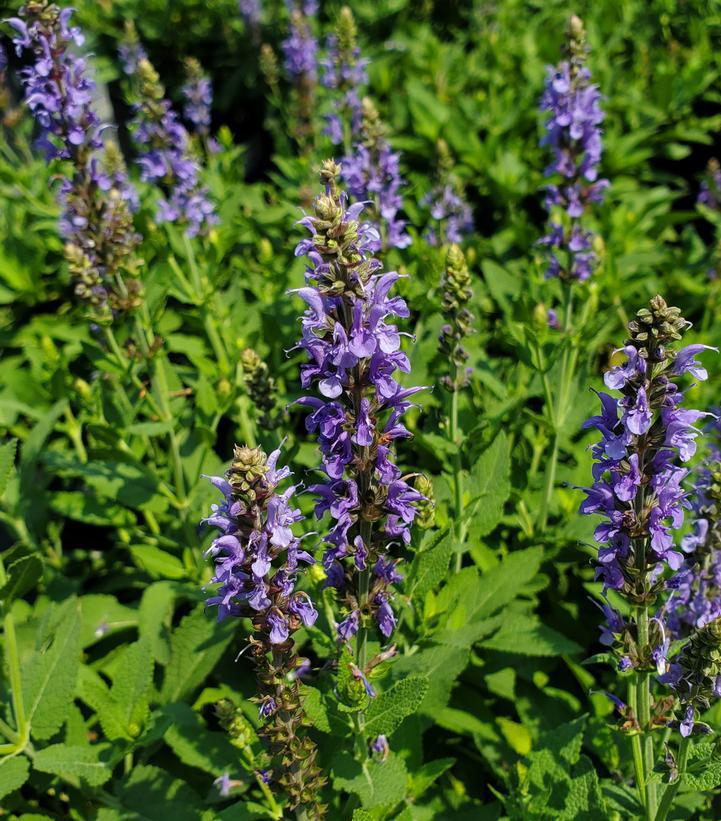 2G Salvia x sylvestris 'Blue Hill' ('Blauhügel') Blue Hill Wood Sage 1000595