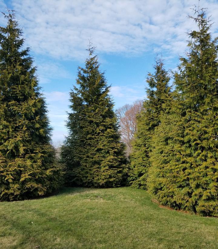 3G Thuja X 'Green Giant' - Western Arborvitae - 1002315