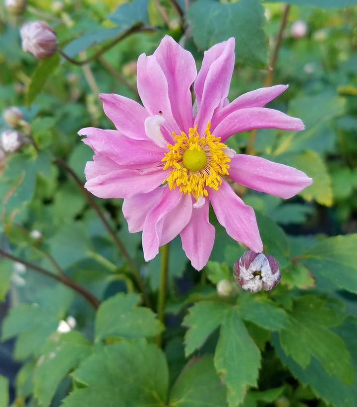 1G Anemone 'Pocahontas' - Japanese Windflower - 1012281