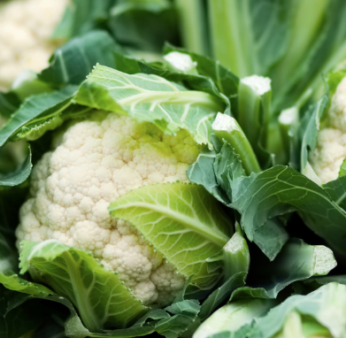 3D Veggie Pot - Cauliflower - Snow Crown