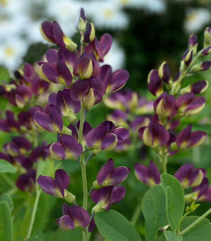 8" Baptisia 'Grape Taffy' Grape Taffy False Indigo: Patent PP26,587 1010683