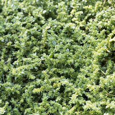 3" Herniaria Glabra (Rupturewort, Green Carpet) 1003045