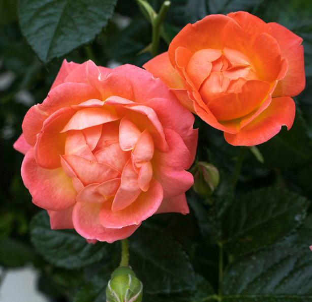 3G Knock Out Rose Bush - 'Orange Glow' Orange 1020705