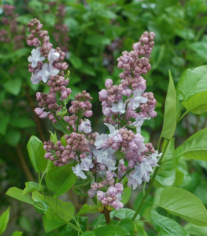 3G Syringa 'Equinox Valley' - Lilac - 1005769