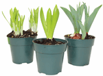 4" Assorted Bulbs - ( Sold Individually ) Daffodil / Tulip / Hyacinth - F0732