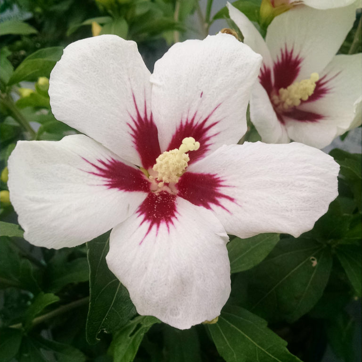 3G Hibiscus syriacus Lil' Kim® ('Antong Two') Lil' Kim® Rose of Sharon: Patent PP19547 1005408