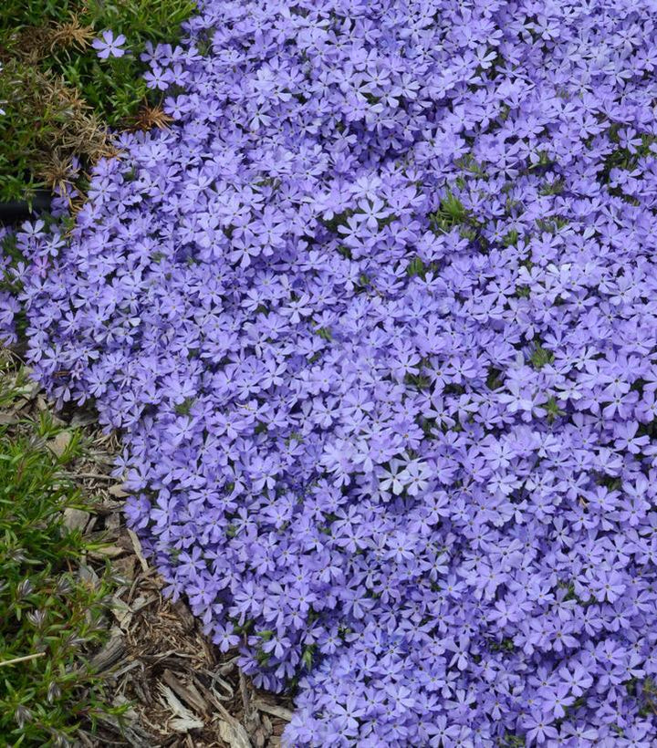 1G Phlox X 'Violet Pinwheels' - 1015351