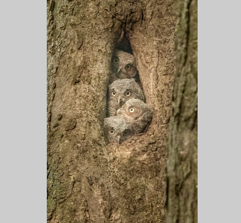 Four of a Kind Screech Owlets - Greeting Card w/ Envelope