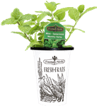 4.33" Herb - Spearmint Mint H0259