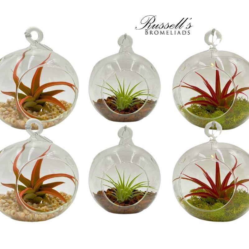 Glass Globe Terrarium w/ Air Plants FP0005