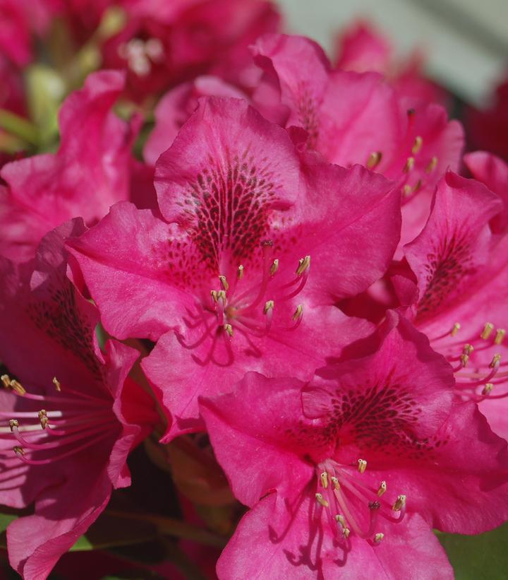 3G Rhododendron cat. 'Nova Zembla' Nova Zembla Rhododendron (Evergreen) 1000100