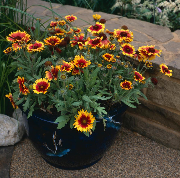 2G Perennial Gaillardia (Blanket Flower) Full Sun