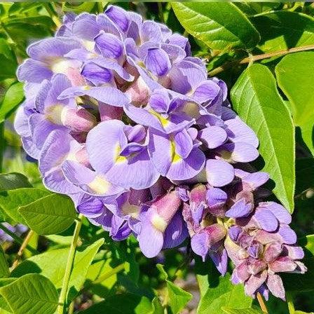 Amethyst Falls Wisteria