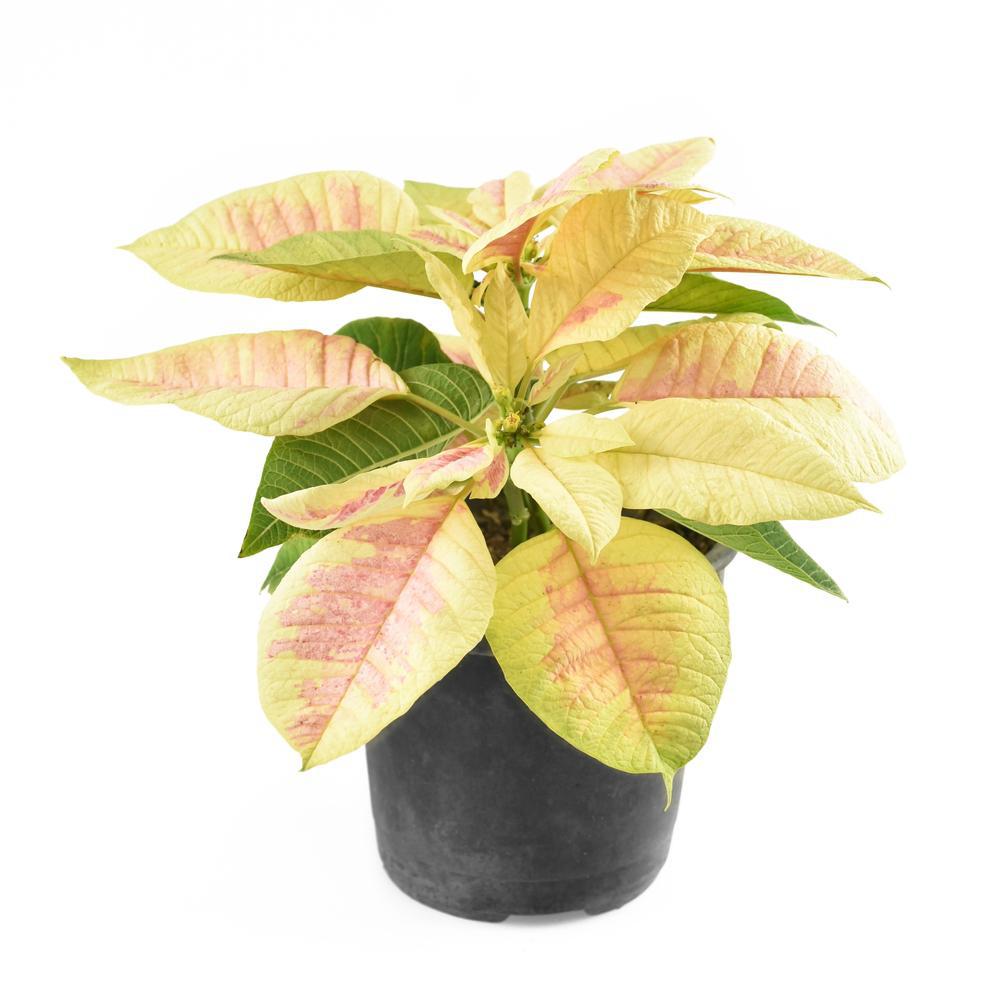 10" Poinsettia - Marble