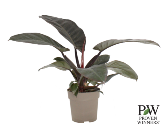 5" Philodendron - Pop Art Black Cardinal - T4838