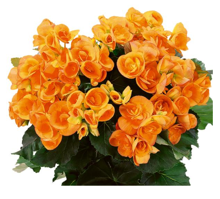 4.5" Terra Hiemalis Begonia - Dark Britt