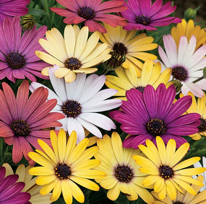 6.5" Osteospermum - African Daisies - Akila Canyon Mix