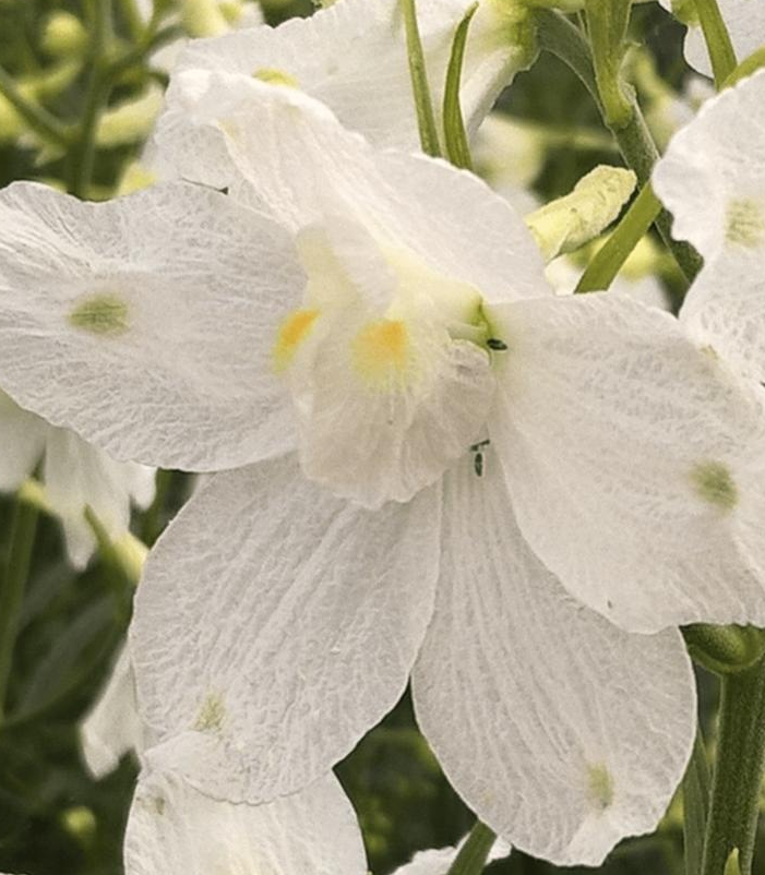 1G Delphinium Grandiflorum Hunky Dory™ 'White' - 1022842