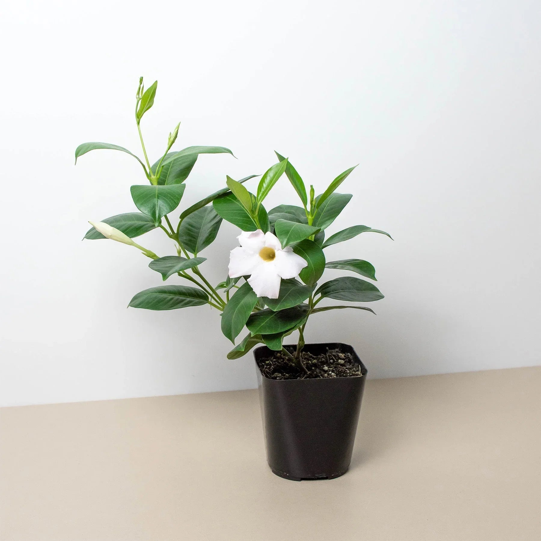 Dipladenia Premier Hot Pink - Thumbnail 5