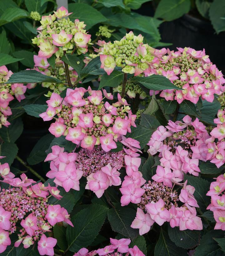 3G PW Hydrangea Macrophylla Serrata Let's Dance 'Can Do' - 1012698