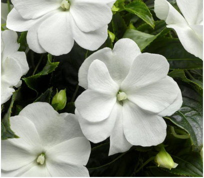 8" TP New Guinea Impatiens (NGI) Sonic