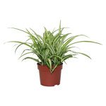 spider plant maria Spider Plant 5" Maria