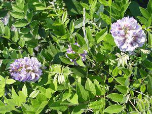 5G Wisteria frut. Amethyst Falls American Wisteria