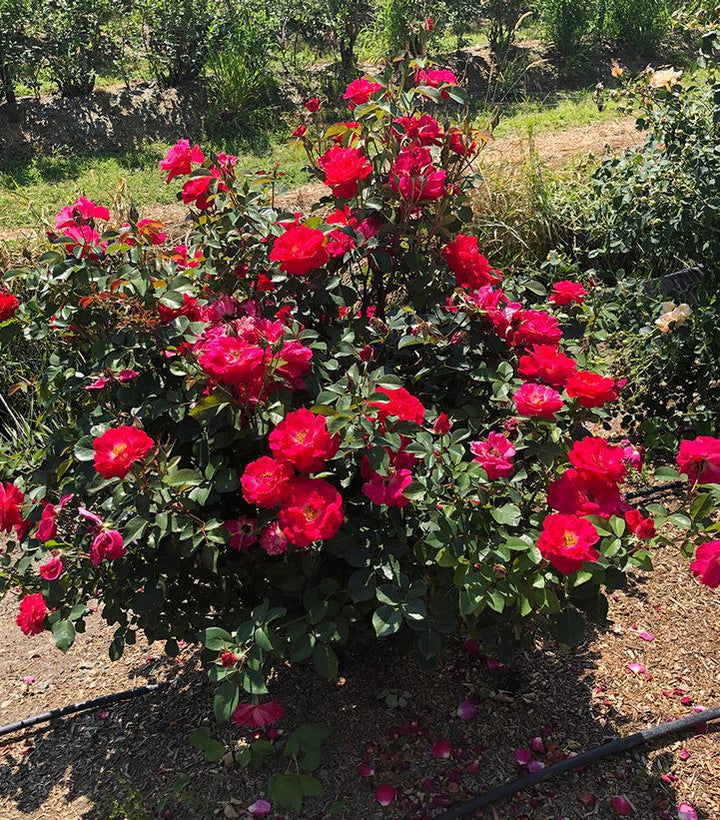 2G Rose Bush - Rosa 'Cinnamon Hearts' - 1020557