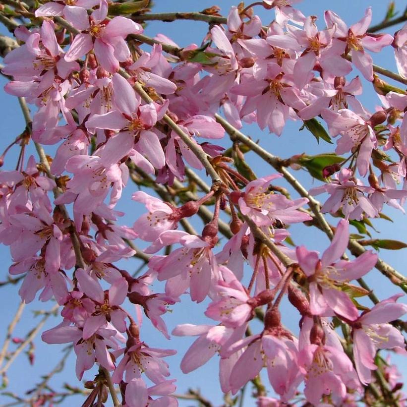7G Prunus X 'Pink Snow Showers' - Weeping Cherry Tree - 1012589