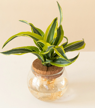 Small H2O Bowl - Assorted Styles ( Sold Individually )
