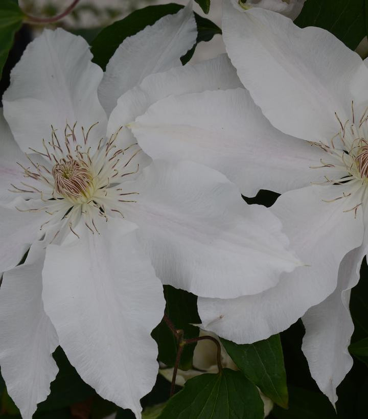 8" Clematis 'Hyde Hall' - 1007353 (White)