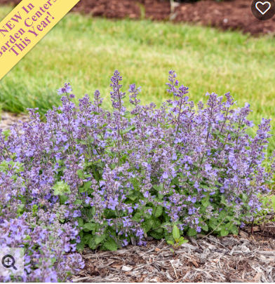 1G Nepeta 'Catwalk Queen' - Catmint