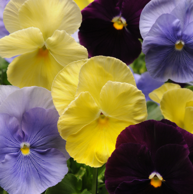 5.5" Pansy - Spring Matrix Tricolor Mix