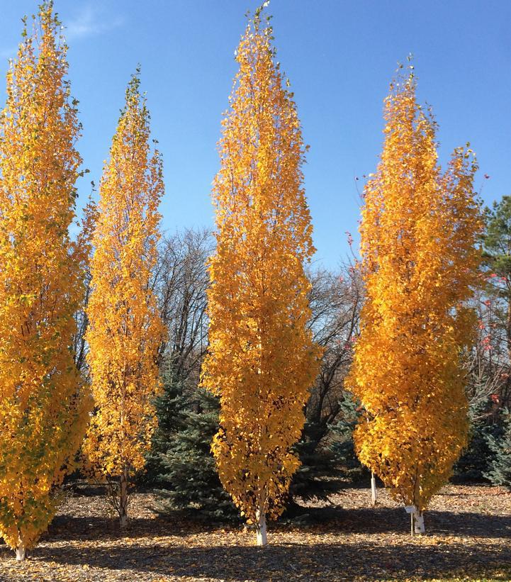 7G Betula Platyphylla 'Parkland Pillar' - Birch Tree - 1012941