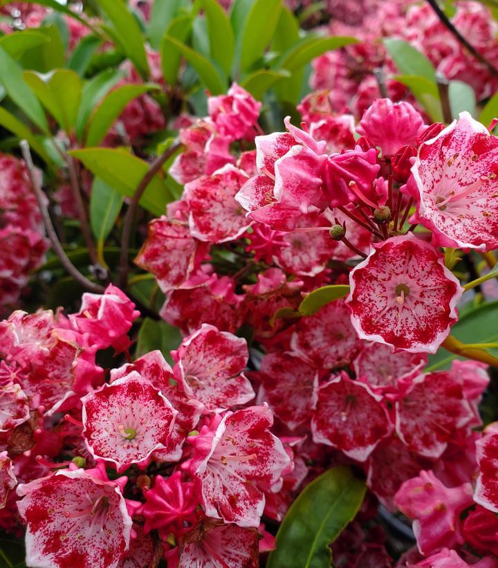 3G Kalmia Latifolia 'Kaleidoscope' - Mountain Laurel - 1000341