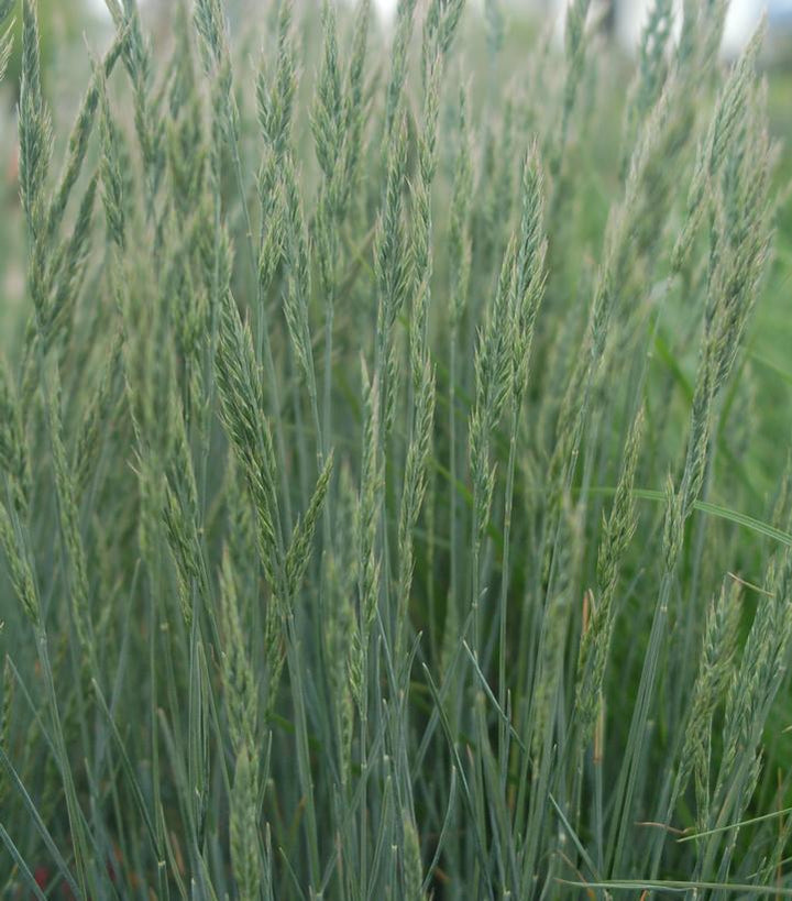 1G Festuca cinerca Elijah Blue Elijah Blue Fescue Grass 1001003