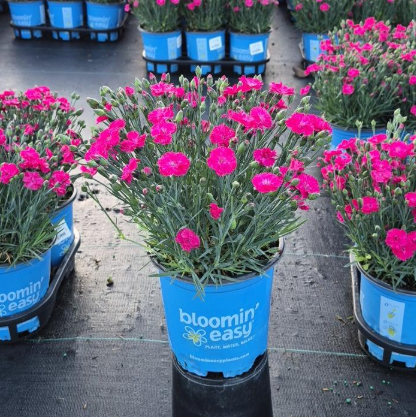 1G Dianthus Gratianopolitanus  'Glamour Time' - 1023087