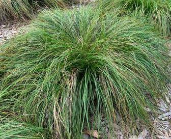 2.5"  Carex Albicans - White-tinged Sedge