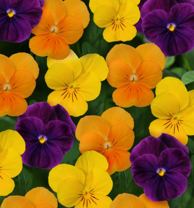 804 Viola - Sorbet Harvest Mix