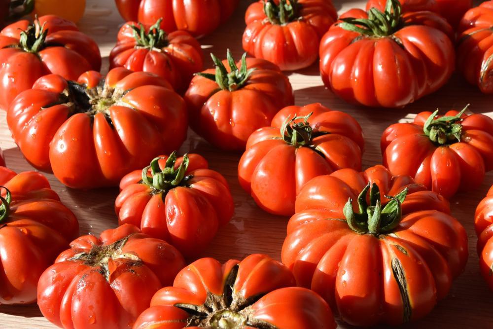 1G Tomato 'Costoluto Genovese' - Slicer / Italian Hybrid Tomato - 1004996