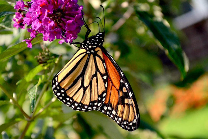 Quart Perennial Buddleia (Butterfly Bush) Full Sun