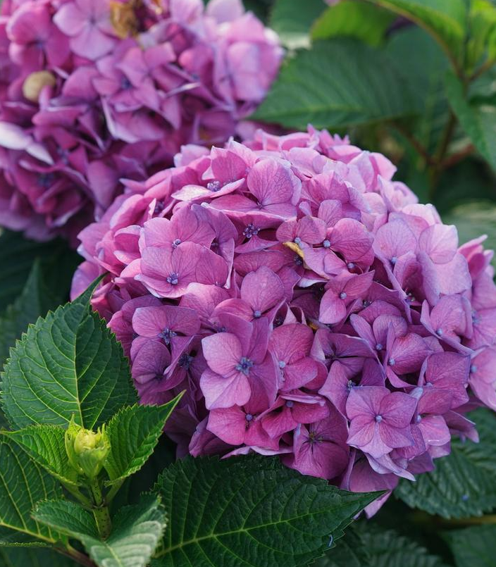 3G Hydrangea Macrophylla Let's Dance 'Lovable' - Bigleaf Hydrangea - 1020629