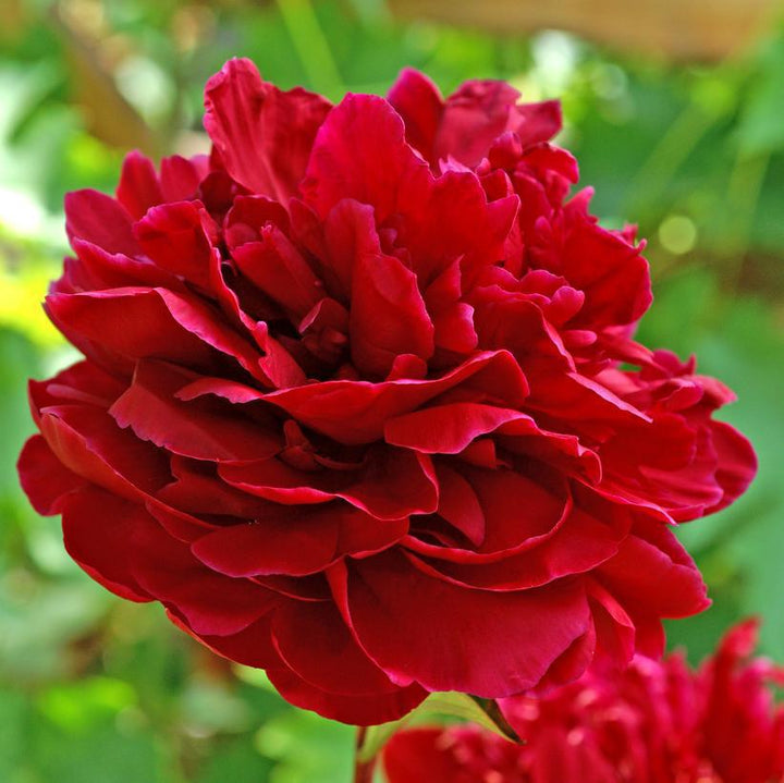3G Paeonia 'Red Sarah Bernhardt' Red Sarah Bernhardt Peony 1011910