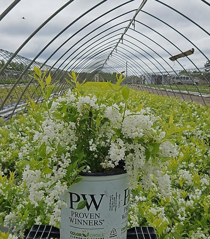 2G PW Deutzia Gracilis 'Chardonnay Pearls' - 1003695