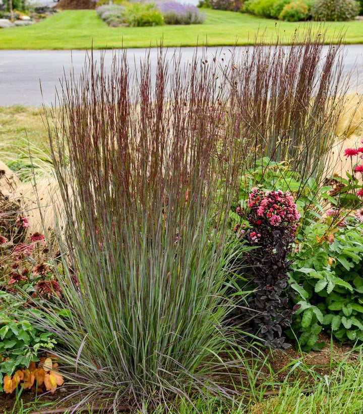 1G Schizachyrium Scoparium 'Cinnamon Sticks' - Little Bluestem - 1022905