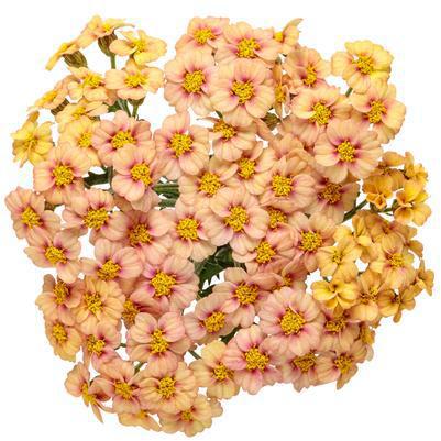 1G Achillea 'Firefly Fuchsia' - Yarrow - 1021258