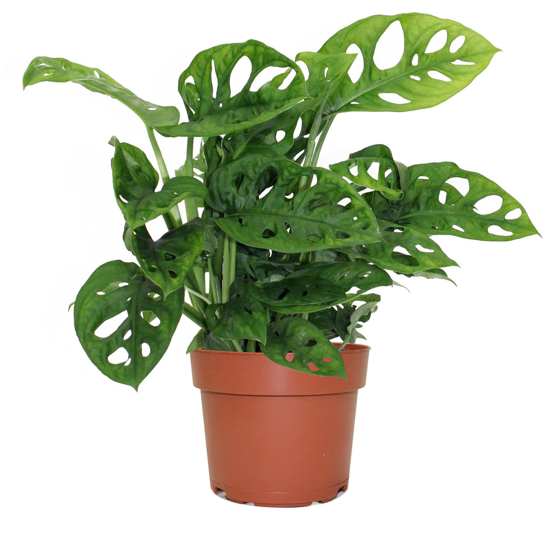5" Philodendron Swiss Cheese G1495 T2706