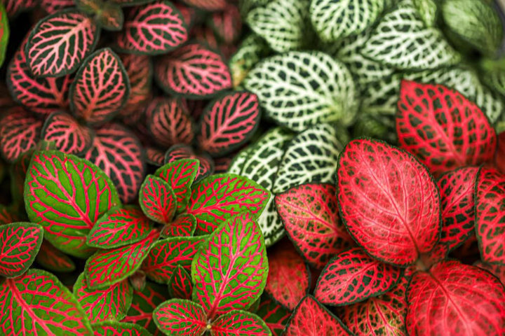 4" Fittonia Plant