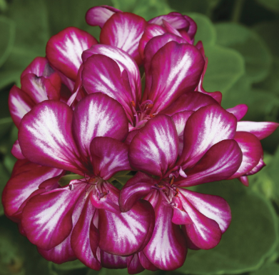 4.5" Geranium Ivy