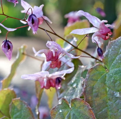 1G Epimedium 'Pink Elf' - Barrenwort - 1007960